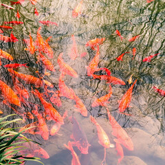 Fancy carp swimming under pattern water texture with reflex tree in natural river
