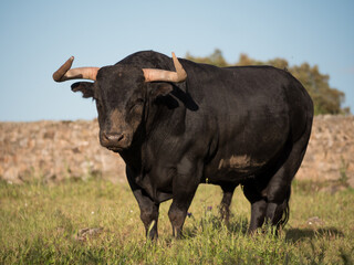 Six year old spanish bull in a meadow in spring looking at camera.