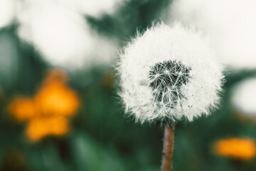 Bright background from yellow dandelions and green leaves. A field of dandelions. White faded dandelion close-up.