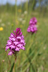 Wilde Orchidee, Fuchsia, Taubergiessen, Pyramiden-Hundswurz (Anacamptis pyramidalis)