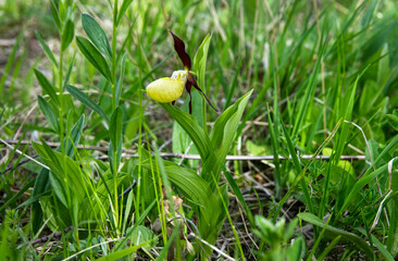 W maju na murawach zakwita  Obuwik pospolity (Cypripedium calceolus L.) – gatunek rośliny z rodziny storczykowatych 