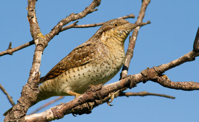 Eurasian wryneck, Jynx torquilla. A bird sits on a branch. The evening sun beautifully illuminates the model
