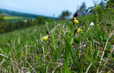 W maju na murawach zakwita  Obuwik pospolity (Cypripedium calceolus L.) – gatunek rośliny z rodziny storczykowatych 