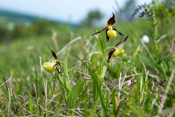 W maju na murawach zakwita  Obuwik pospolity (Cypripedium calceolus L.) – gatunek rośliny z rodziny storczykowatych 