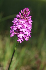 Wilde Orchidee, Fuchsia, Taubergiessen, Pyramiden-Hundswurz (Anacamptis pyramidalis)