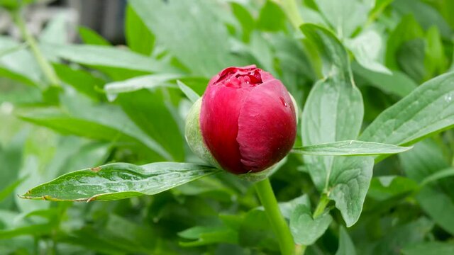 Wind gently moves the Red peony (Paeonia Officinalis) flower bud after rain , locals in Romania named it pentecostal rose, shallow depth of field.
