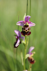 Hummel-Ragwurz, (Ophrys holoserica) Taubergiessen