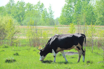     black and white cow grazing on a green lawn