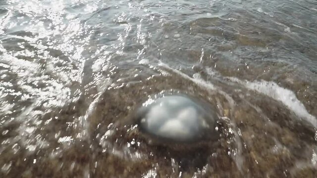 Dead blue jellyfish on the beach in shallow water. Jellyfish rhizomes of rhizotomy root, cast ashore.