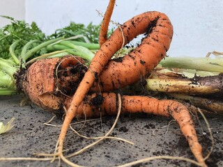 zanahorias deformadas