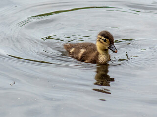 mała mandarynka © Henryk Olszewski