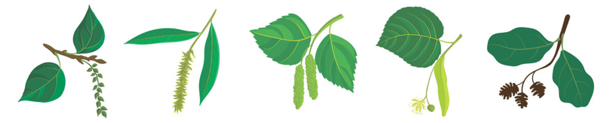 vector drawing branches of trees © cat_arch_angel