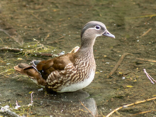 kaczka © Henryk Olszewski