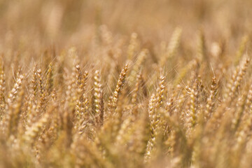 Fototapeta premium 麦畑