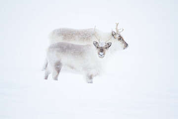 Two reindeer in the snow with white background on Spitsbergen, Svalbard