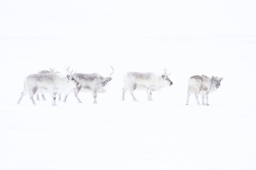 Group of reindeer in the snow with white background on Spitsbergen, Svalbard