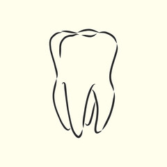 Hand-drawn black lines sketch molar, illustration, design brochures for dentistry, medical manuals, books or packaging, isolated vector . human tooth, vector sketch illustration