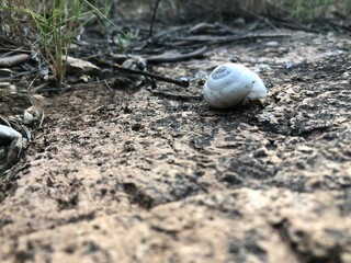 caracol en piedra
