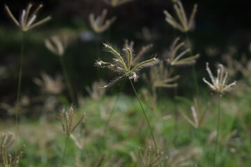 Chloris virgata - A species of grass known by the common names feather fingergrass feathery Rhodes-grass and feather windmillgrass