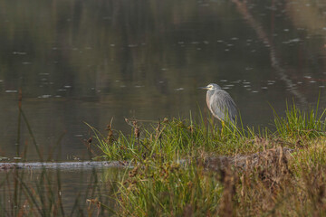 White-faced Heron looking for food in the fog on a river