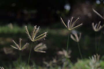 Chloris virgata - A species of grass known by the common names feather fingergrass feathery Rhodes-grass and feather windmillgrass