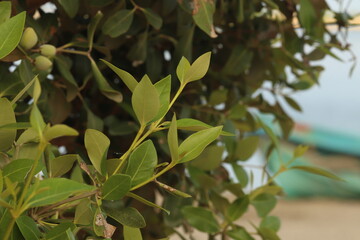 close up of green leaves