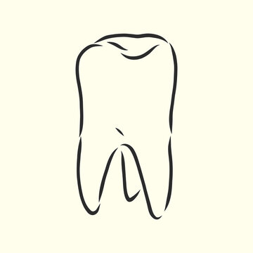 Hand-drawn black lines sketch molar, tooth. Doodle drawing. Object, Element, icon Component for illustration, isolated vector . human tooth, vector sketch illustration