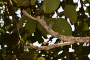 Close-up of Dry bunch with brown tree bark texture and Bokeh background, texture of tree trunks with some appearing blurred, Bark of tree, Selective focus.