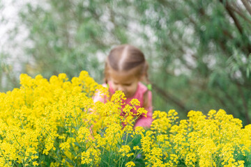 yellow bushes Real bedstraw in the foreground, in the distance a girl in blur