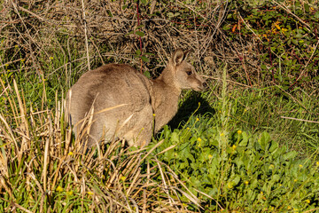 Eastern Grey Kangaroo eating grass © Jon Steinbeck