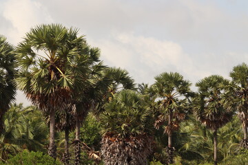palm tree and blue sky