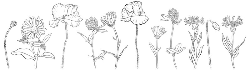 vector drawing flowers