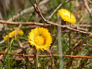 yellow dandelion flower