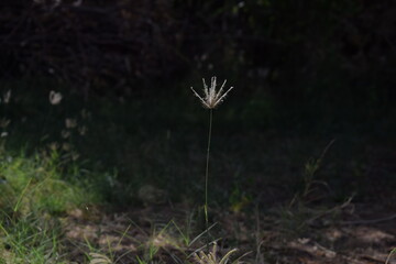 Chloris virgata - A species of grass known by the common names feather fingergrass feathery Rhodes-grass and feather windmillgrass © Sneha