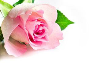 delicate pink rose on a white background and place for text