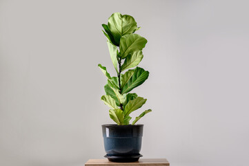 Fiddle leaf fig tree isolated on gray background.