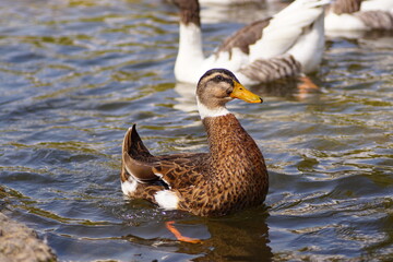 female mallard duck in water