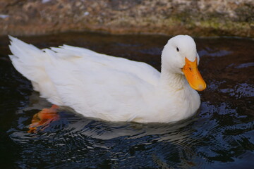 white duck swimming in the lake