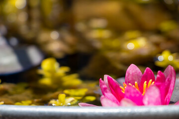 Water Rose © Daniel