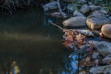 A beam of sunlight falling on leaves in the water