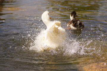Fototapeta premium duck splashing water. duck in the water. the white duck is cleaning itself.