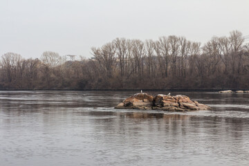 Birds sit on a boulder in the middle of the Dnipro River in Zaporizhzhia. Ukraine