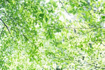 싱그러운 초록 나뭇잎 배경