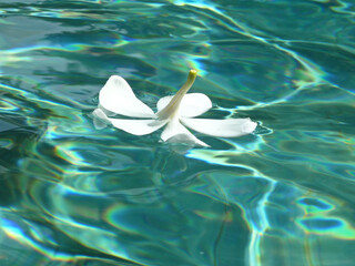 white plumeria flower swims in emerald water