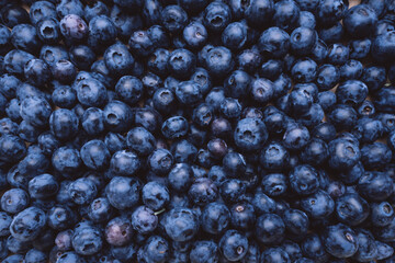 Organic blue blueberries background close up