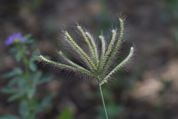 Chloris virgata - A species of grass known by the common names feather fingergrass feathery Rhodes-grass and feather windmillgrass