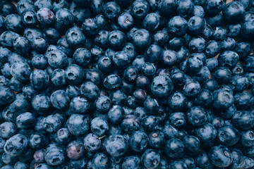 Organic blue blueberries background close up