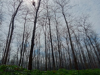 Teak trees that are blossoming with a view of the blue sky and sunlight