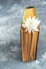 on the table is a book in the pages of which white chrysanthemums are embedded