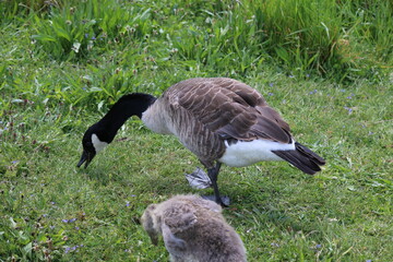 Gans auf der wiese